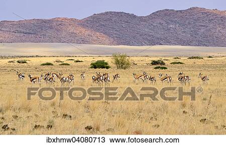 "Springboks (Antidorcas marsupialis), Solitaire, Namibia, Africa" View Large Photo Image Stock Image - "Springboks (Antidorcas marsupialis), Solitaire, Namibia, Africa". Fotosearch