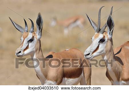 Stock Image - "Springboks (Antidorcas marsupialis), adult and young, Kgalagadi Transfrontier Park, Northern Cape, South Africa, Africa". Fotosearch