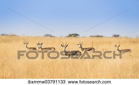 "Springboks (Antidorcas marsupialis), Etosha National Park, Namibia, Africa" View Large Photo Image Stock Image - "Springboks (Antidorcas marsupialis), Etosha National Park, Namibia, Africa". Fotosearch