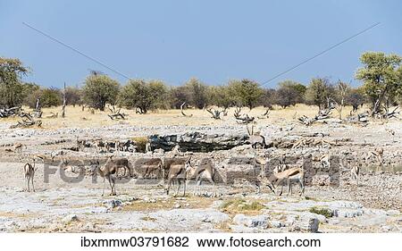 "Springboks (Antidorcas marsupialis), Etosha National Park, Namibia, Africa" View Large Photo Image Stock Image - "Springboks (Antidorcas marsupialis), Etosha National Park, Namibia, Africa". Fotosearch