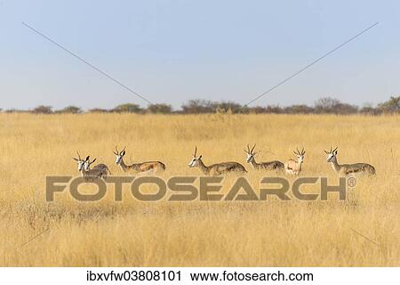 "Springboks (Antidorcas marsupialis), Etosha National Park, Namibia, Africa" View Large Photo Image Stock Image - "Springboks (Antidorcas marsupialis), Etosha National Park, Namibia, Africa". Fotosearch