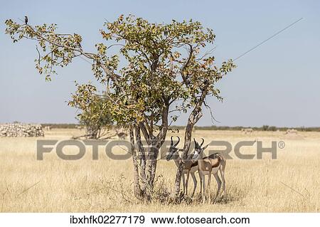 "Springboks (Antidorcas marsupialis), Etosha National Park, Namibia, Africa" View Large Photo Image Stock Photo - "Springboks (Antidorcas marsupialis), Etosha National Park, Namibia, Africa". Fotosearch
