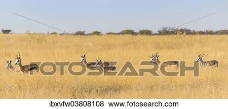 "Springboks (Antidorcas marsupialis), Etosha National Park, Namibia, Africa" View Large Photo Image Stock Photo - "Springboks (Antidorcas marsupialis), Etosha National Park, Namibia, Africa". Fotosearch
