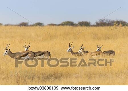 Stock Photo - "Springboks (Antidorcas marsupialis), Etosha National Park, Namibia, Africa". Fotosearch