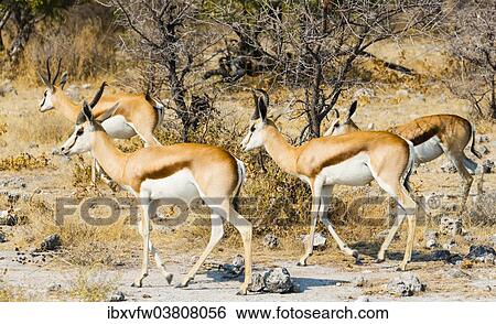 "Springboks (Antidorcas marsupialis), Etosha National Park, Namibia, Africa" View Large Photo Image Stock Photograph - "Springboks (Antidorcas marsupialis), Etosha National Park, Namibia, Africa". Fotosearch