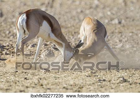"Springboks (Antidorcas marsupialis), Etosha National Park, Namibia, Africa" View Large Photo Image Stock Photography - "Springboks (Antidorcas marsupialis), Etosha National Park, Namibia, Africa". Fotosearch