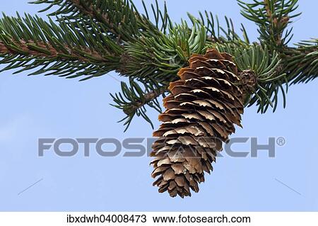 Spruce cone (Picea abies 'Virgata') View Large Photo Image Stock Image - Spruce cone (Picea abies 'Virgata'). Fotosearch