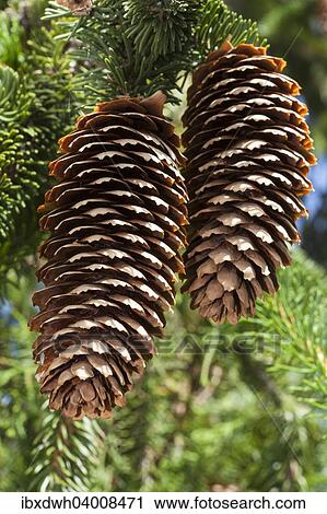 Spruce cones (Picea abies 'Virgata') View Large Photo Image Stock Image - Spruce cones (Picea abies 'Virgata'). Fotosearch