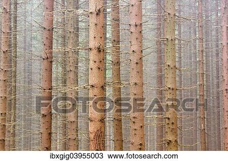 "Spruce forest, Jeseniky Protected Landscape Area, Jesenik district, Olomoucky region, Czech Republic, Europe" View Large Photo Image Stock Image - "Spruce forest, Jeseniky Protected Landscape Area, Jesenik district, Olomoucky region, Czech Republic, Europe". Fotosearch