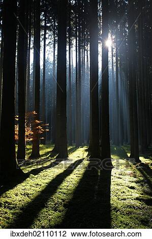 "Spruce forest, Norway spruce (Picea abies), Allgaeu, Bavaria, Germany, Europe" View Large Photo Image Stock Image - "Spruce forest, Norway spruce (Picea abies), Allgaeu, Bavaria, Germany, Europe". Fotosearch