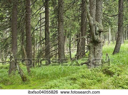 "Spruce jungle, Norway Spruce trees (Picea abies), on Mt Brocken, Harz National Park, Saxony-Anhalt, Germany, Europe" View Large Photo Image Stock Photograph - "Spruce jungle, Norway Spruce trees (Picea abies), on Mt Brocken, Harz National Park, Saxony-Anhalt, Germany, Europe". Fotosearch