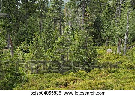 "Spruce jungle, Norway Spruce trees (Picea abies), on Mt Brocken, Harz National Park, Saxony-Anhalt, Germany, Europe" View Large Photo Image Stock Photograph - "Spruce jungle, Norway Spruce trees (Picea abies), on Mt Brocken, Harz National Park, Saxony-Anhalt, Germany, Europe". Fotosearch