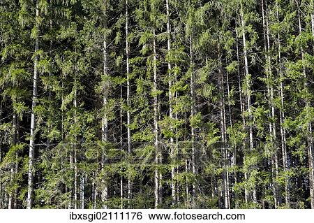 "Spruce (Picea), pine forest near Markt Schwaben, Bavaria, Germany, Europe" View Large Photo Image Stock Photograph - "Spruce (Picea), pine forest near Markt Schwaben, Bavaria, Germany, Europe". Fotosearch
