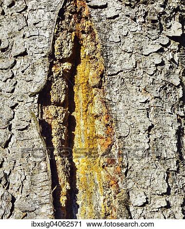 "Spruce trunk (Abies picata) with yellow resin leaking from an injury, Bavaria, Germany, Europe" View Large Photo Image Stock Image - "Spruce trunk (Abies picata) with yellow resin leaking from an injury, Bavaria, Germany, Europe". Fotosearch