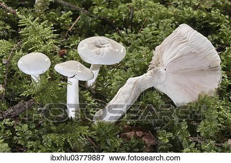 "Spruce Waxy Cap (Hygrophorus piceae), Baden-Wurttemberg, Germany, Europe" View Large Photo Image Stock Photo - "Spruce Waxy Cap (Hygrophorus piceae), Baden-Wurttemberg, Germany, Europe". Fotosearch