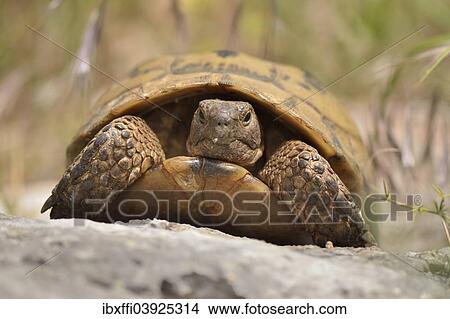 "Spur-thighed Tortoise or Greek Tortoise (Testudo graeca ibera), fully-grown, Lycia, Turkey, Asia" View Large Photo Image Picture - "Spur-thighed Tortoise or Greek Tortoise (Testudo graeca ibera), fully-grown, Lycia, Turkey, Asia". Fotosearch
