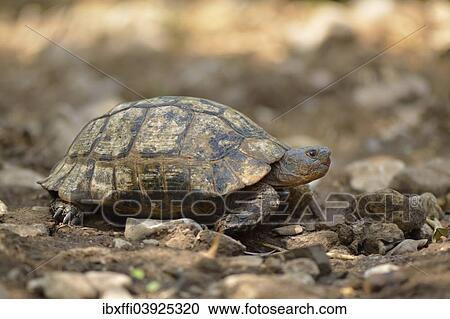 "Spur-thighed Tortoise or Greek Tortoise (Testudo graeca terrestris), Lycia, Turkey, Asia" View Large Photo Image Stock Image - "Spur-thighed Tortoise or Greek Tortoise (Testudo graeca terrestris), Lycia, Turkey, Asia". Fotosearch
