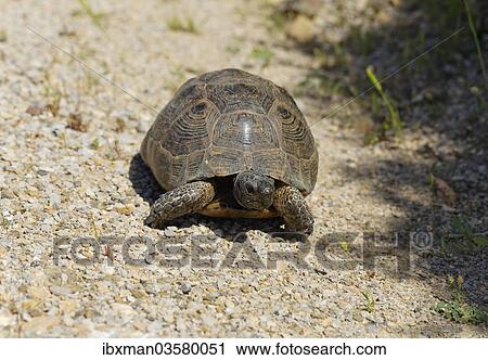 "Spur-thighed Tortoise or Greek Tortoise (Testudo graeca), Datca, Datca Peninsula, Mugla Province, Aegean, Turkey, Asia" View Large Photo Image Stock Image - "Spur-thighed Tortoise or Greek Tortoise (Testudo graeca), Datca, Datca Peninsula, Mugla Province, Aegean, Turkey, Asia". Fotosearch