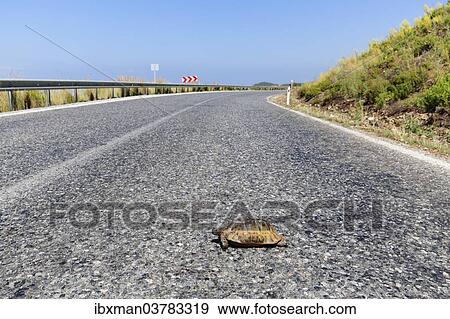 "Spur-thighed tortoise (Testudo graeca) on road, Gazipasa, Antalya province, Turkey, Asia" View Large Photo Image Stock Photo - "Spur-thighed tortoise (Testudo graeca) on road, Gazipasa, Antalya province, Turkey, Asia". Fotosearch