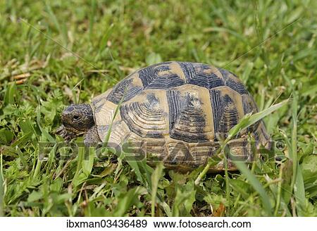 "Spur-thighed Tortoise (Testudo graeca), Selcuk, Izmir Province, Aegean Region, Turkey, Asia" View Large Photo Image Stock Photo - "Spur-thighed Tortoise (Testudo graeca), Selcuk, Izmir Province, Aegean Region, Turkey, Asia". Fotosearch