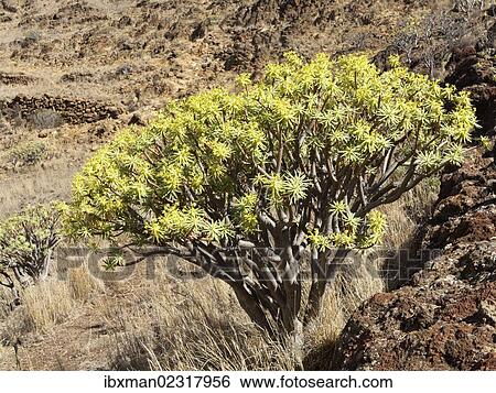 Stock Photograph - "Spurge (Euphorbia berthelotii), La Gomera, Canary Islands, Spain, Europe". Fotosearch