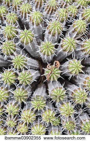 Stock Photography - "Spurge (Euphorbia) from above, La Palma, Canary Islands, Spain, Europe". Fotosearch
