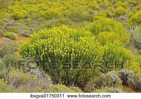 "Spurge (Euphorbia), Hantam mountains near Calvinia, Namaqua district, South Africa, Africa" View Large Photo Image Stock Image - "Spurge (Euphorbia), Hantam mountains near Calvinia, Namaqua district, South Africa, Africa". Fotosearch