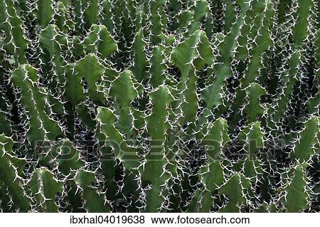Stock Photo - "Spurge (Euphorbia hermentiana), Reunion, France, Africa". Fotosearch