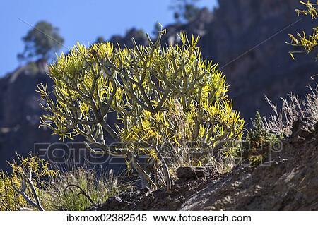 "Spurge (Euphorbia) near Canarias, Gran Canaria, Canary Islands, Spain, Europe, PublicGround, Europe" View Large Photo Image Stock Photography - "Spurge (Euphorbia) near Canarias, Gran Canaria, Canary Islands, Spain, Europe, PublicGround, Europe". Fotosearch