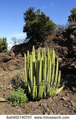 "Spurge (Euphorbia sp. ), La Palma, Canary Islands, Spain, Europe, PublicGround, Europe" View Large Photo Image Stock Image - "Spurge (Euphorbia sp. ), La Palma, Canary Islands, Spain, Europe, PublicGround, Europe". Fotosearch
