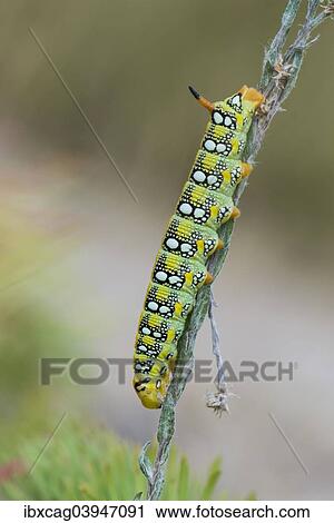 Stock Image - "Spurge Hawk-moth (Hyles euphorbiae), Hesse, Germany, Europe". Fotosearch