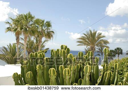 "Spurges, Lanzarote, Canary Islands, Spain, Europe" View Large Photo Image Stock Photo - "Spurges, Lanzarote, Canary Islands, Spain, Europe". Fotosearch