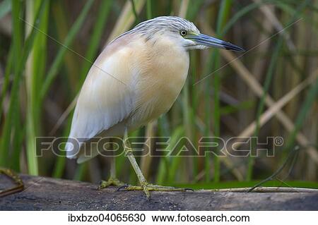 Stock Image - "Squacco Heron (Ardeola ralloides), in breeding plumage, perched on tree branch, Kiskunsag National Park, Southeastern Hungary, Hungary, Europe". Fotosearch