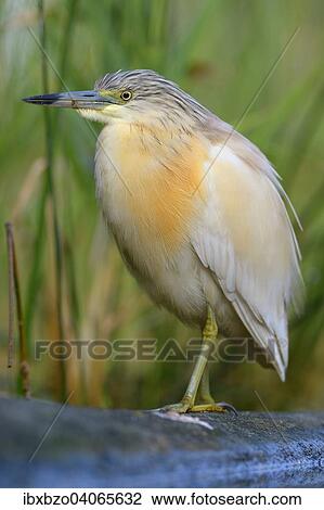 "Squacco Heron (Ardeola ralloides), in breeding plumage, perched on a branch lying in the water, Kiskunsag National Park, Southeastern Hungary, Hungary, Europe" View Large Photo Image Stock Image - "Squacco Heron (Ardeola ralloides), in breeding plumage, perched on a branch lying in the water, Kiskunsag National Park, Southeastern Hungary, Hungary, Europe". Fotosearch