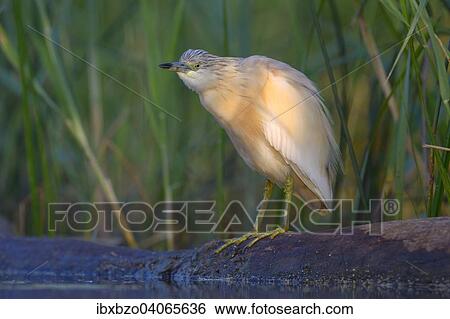 Stock Photograph - "Squacco Heron (Ardeola ralloides), in breeding plumage, perched on a branch lying in the water, Kiskunsag National Park, Southeastern Hungary, Hungary, Europe". Fotosearch