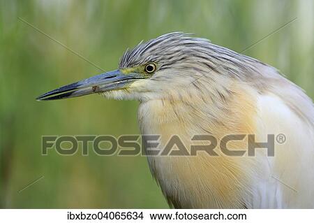 "Squacco Heron (Ardeola ralloides), portrait, Kiskunsag National Park, Southeastern Hungary, Hungary, Europe" View Large Photo Image Picture - "Squacco Heron (Ardeola ralloides), portrait, Kiskunsag National Park, Southeastern Hungary, Hungary, Europe". Fotosearch