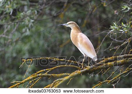 "Squacco Heron (Ardeola ralloides) perched on a tree branch, Kiskunsag National Park, Bacs-Kiskun County, Hungary, Europe" View Large Photo Image Stock Image - "Squacco Heron (Ardeola ralloides) perched on a tree branch, Kiskunsag National Park, Bacs-Kiskun County, Hungary, Europe". Fotosearch