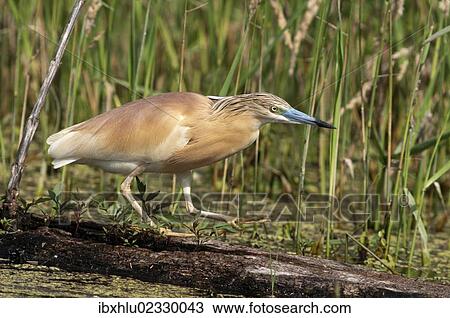Stock Image - "Squacco Heron (Ardeola ralloides), foraging, Lake Kerkini, Greece, Europe". Fotosearch