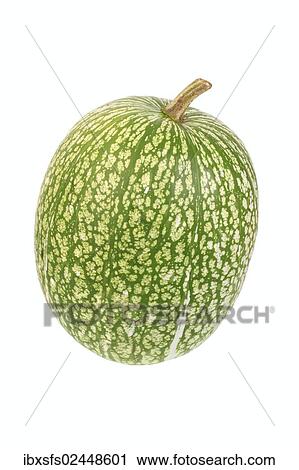 "Squash, fig-leaf gourd (Cucurbita ficifolia)" View Large Photo Image Stock Image - "Squash, fig-leaf gourd (Cucurbita ficifolia)". Fotosearch