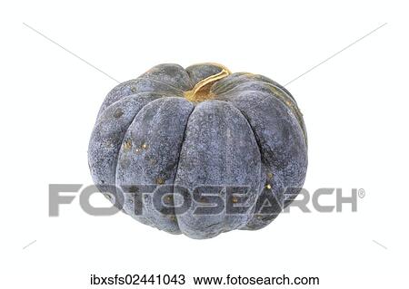 "Squash, """"Hayato"""" variety" View Large Photo Image Stock Image - "Squash, """"Hayato"""" variety". Fotosearch