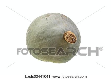 "Squash, """"Hubbard blue ballet"""" variety" View Large Photo Image Stock Image - "Squash, """"Hubbard blue ballet"""" variety". Fotosearch