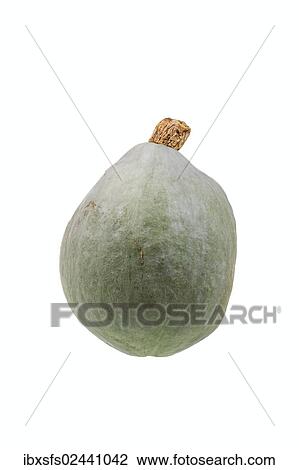 "Squash, """"Hubbard blue ballet"""" variety" View Large Photo Image Stock Image - "Squash, """"Hubbard blue ballet"""" variety". Fotosearch