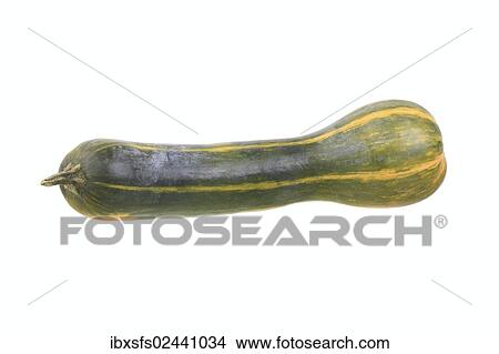 "Squash, """"Longue de Nice"""" variety" View Large Photo Image Picture - "Squash, """"Longue de Nice"""" variety". Fotosearch