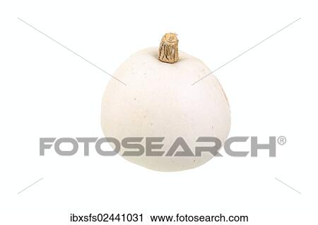 "Squash, """"Lumina Casper"""" variety" View Large Photo Image Stock Image - "Squash, """"Lumina Casper"""" variety". Fotosearch