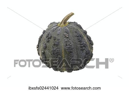 "Squash, """"Musque du Maroc"""" variety" View Large Photo Image Picture - "Squash, """"Musque du Maroc"""" variety". Fotosearch