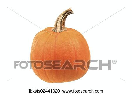 "Squash, """"Peek a boo"""" variety" View Large Photo Image Stock Image - "Squash, """"Peek a boo"""" variety". Fotosearch