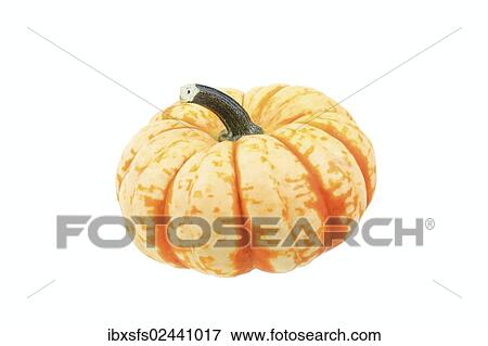 "Squash, """"Puccini"""" variety" View Large Photo Image Stock Photo - "Squash, """"Puccini"""" variety". Fotosearch