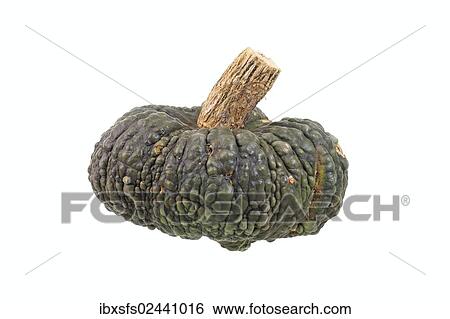 "Squash, """"Queensland blue"""" variety" View Large Photo Image Stock Photograph - "Squash, """"Queensland blue"""" variety". Fotosearch