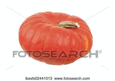 "Squash, """"Red hundredweight"""" variety" View Large Photo Image Stock Image - "Squash, """"Red hundredweight"""" variety". Fotosearch