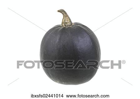 "Squash, """"Rolet"""" variety" View Large Photo Image Picture - "Squash, """"Rolet"""" variety". Fotosearch